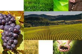 Sostenibilidad y Medio Ambiente de los productos agroalimentarios